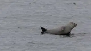 Sandy Hook Seals Raw Footage MAIN CHANNEL JMR SPARTAN