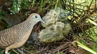 Oriental turtle dove Birds [ Review Bird Nest ]