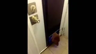 PlexiDor Electronic Pet Door
