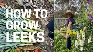 HOW TO GROW LEEKS