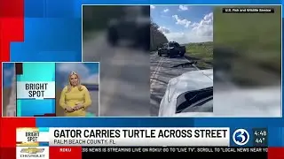 BRIGHT SPOT: Gator carries turtle across street