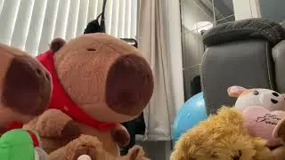 Adopting a new family member (New capybara adoption Part 1)