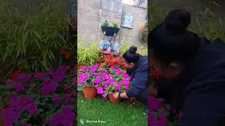 impatiens flower| seasonal blooming #ytshort #flower #gardening #impatiens#nepali