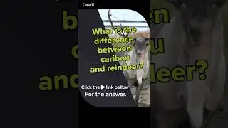 🦌✨What is the difference between #caribou and #reindeer? | Ask a Scientist