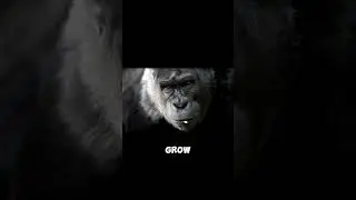 Imagine a Human Child Raised by Gorillas  What would Happen ? #wildlife #humanity #documentary