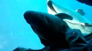 Smart Dolphin at Vancouver Aquarium