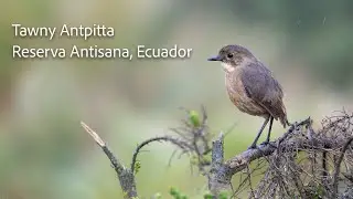 Encountering Wildlife: Tawny Antpita in Reserva Antisana, Ecuador