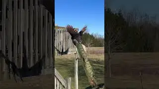Most Beautiful Peacock flight ascent #peacock #birds #peacockflying #nature #peacocking