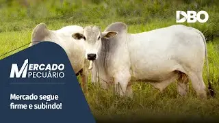 Boi gordo: arroba chega a R$ 350 em novembro?