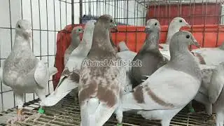 Red Checker and Mili Racer ।। Show Video ।। Arif Ahmed