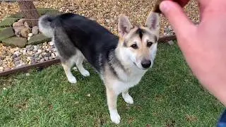 All of Lassie's tricks!