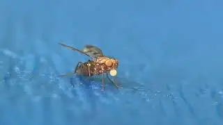 Geomyza tripunctata, a Cereal fly