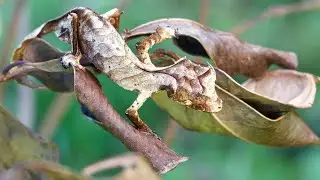 How These Animals DECEIVE Predators to Stay Alive
