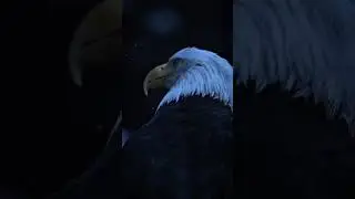 🦅🦅🔥❤️&zwj;🔥🌹#video #videoshort #video #shreenivas #videogames
