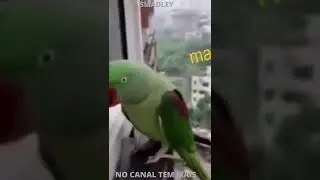 Pegadinha dos bichos engra&ccedil;ados, #animais inteligentes, #sustos, quedas, #gatos e cachorros. #shorts