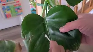 🪴 Saving Our Monstera from Mealybugs! | Plant Care with Kids 🐛
