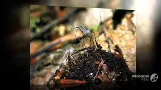 Xylaria carpophila - fungi kingdom