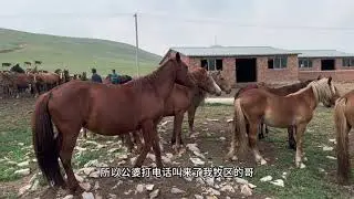 今天有马贩子来收 马🐴、他们挑了七匹小儿马 ……河南姑娘今天给大家分享一个高兴的事儿，这两天我要去市里办结婚证啦，有要来旅游的家人们这两天我们没时间、还请大家谅解…