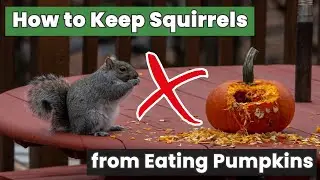 Want to Protect Your Pumpkins? Learn How to Keep Squirrels from Eating Them!