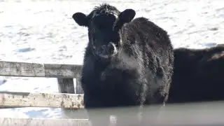&lsquo;It&rsquo;s not affordable&rsquo;: New Iowa farmers struggle to grow due to rising costs, record-low cattle i...