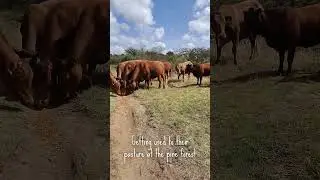 Welcome Our Cattle 🐮❤️ | #frenchie in africa 29 : a life #adventure