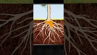 How maple trees produce syrup 🌳  #maplesyrup #sap #trees