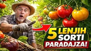 ZABORAVITE NA PINCIRANJE! Ovih 5 SORTI PARADAJZA Rastu Same (Plan za Lenji Vrt!)