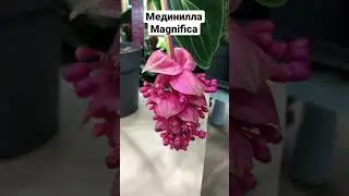 Мединилла Magnifica- прекрасное и эффектное растение.