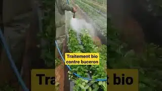 traitement bio contre les insectes (buceron)