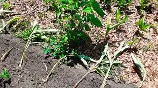 Teaser 2! You bury the treasure first! Guinea arrowroot. Sweetcorn root!