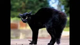 funny cat looking in mirror