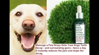 How to Reverse Dog Tooth Decay - Instant Pain Relief