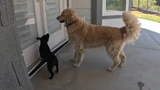 Lost Elderly Golden Retriever Meets Our 