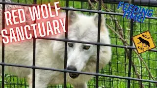 Red Wolf Sanctuary Rising Sun Indiana