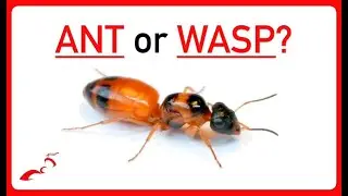 The Ant that Everyone thinks is a Wasp - Rare Queen Ant Uncovered!