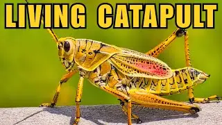 This Insect Is Powered by a Spring Not Muscle