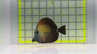 Koi Scopas Tang