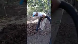 Hazelnut harvesting in Turkey. 2020 fındık hasadı.