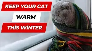 Winter Cat Care: Essential Tips to Keep Your Cat Warm and Safe During Cold Months