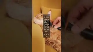 The Gallant Cat A Guide to Their Temperature ToleranceWhen it comes to their comfort...