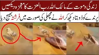 Allah hu akbar // Allah send angel in face of fish to save little bird // Miracle of Allah | #allah