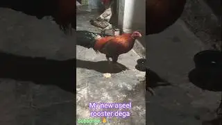 dega #shorts #trending #youtube shorts #santa #aseel #aseel murga #song #rajampet #rooster #vlog#yt