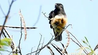 Bird, Swallow-winged Puffbird: Caring for plumage (Chelidoptera tenebrosa), Urubuzinho, Flycatcher