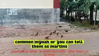  Let's Meet The Birds : Myna/Mynah/Martin.