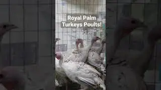 Royal Palm Turkey Poults