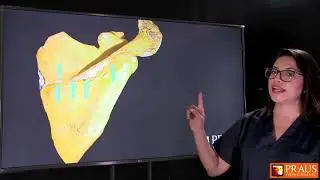 Escápula 1/3 Caras - Esqueleto apendicular - Anatomía Rouviere