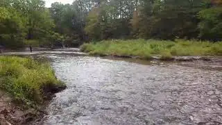 Bronte Creek Salmon Run