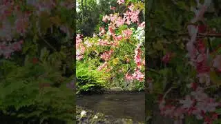 🌿Звук внутреннего покоя  Релакс Музыка Relaxing music   shorts