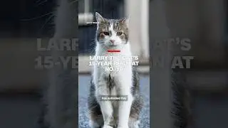 Larry the Cat marks 15 years as Chief Mouser at 10 Downing Street under six Prime Ministers