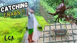 Catching Crabs!!!! Goa #konkan #viral